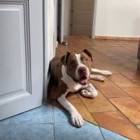 Chien umm à l adoption