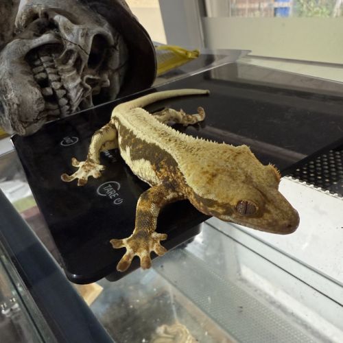 Gecko à crête #1