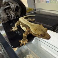 Gecko à crête #1