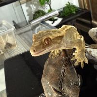 Gecko à crête
