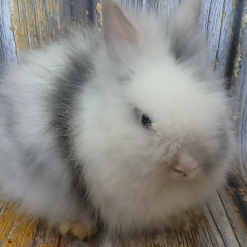 Teddy nain angora #1