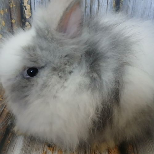 Teddy nain angora #2