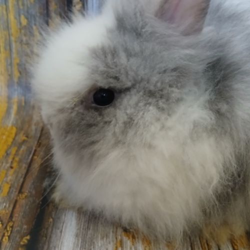 Teddy nain angora