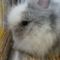 Teddy nain angora #0