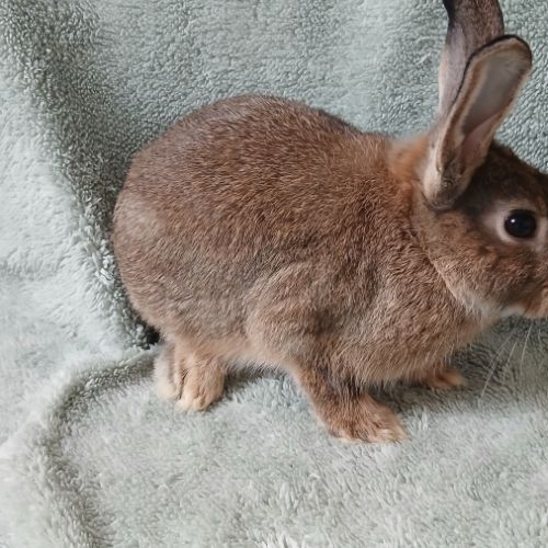 Deux jeunes lapins mâles