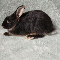 Deux jeunes lapins mâles #1