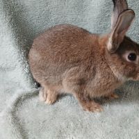 Deux jeunes lapins mâles