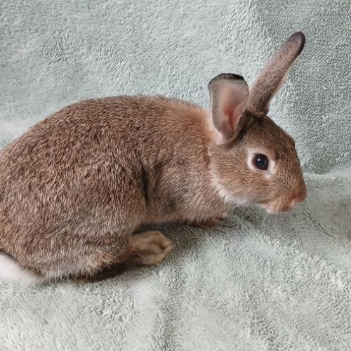 Deux jeunes mâles #2