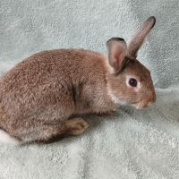 Deux jeunes mâles #2