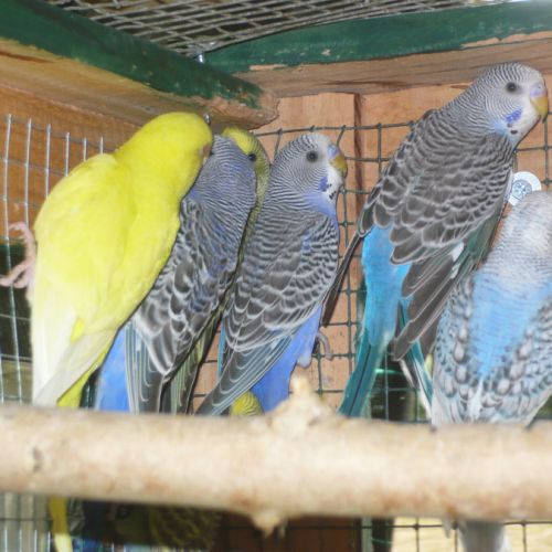 Perruche ondulée #1