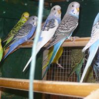 Perruche ondulée #0