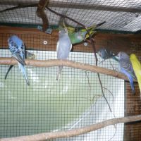 Perruche ondulée #3