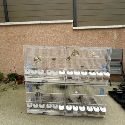 Canari timbrado de souche espagnol