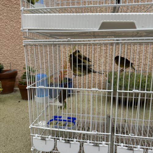 Canari timbrado de souche espagnol #2