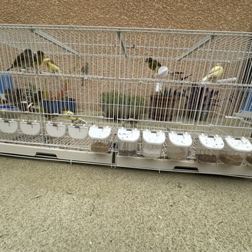 Canari timbrado de souche espagnol #3