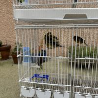 Canari timbrado de souche espagnol #2