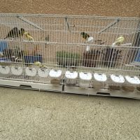 Canari timbrado de souche espagnol #3