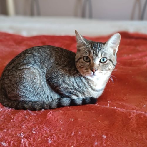 Astra et avana en double adoption #2