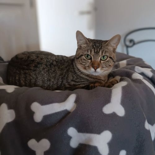 Astra et avana en double adoption #3