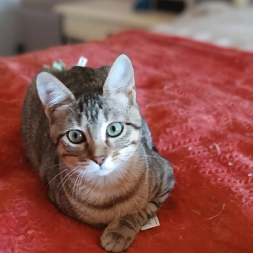 Astra et avana en double adoption #4