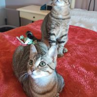 Astra et avana en double adoption #0
