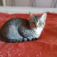 Astra et avana en double adoption #2