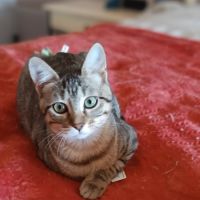 Astra et avana en double adoption #4