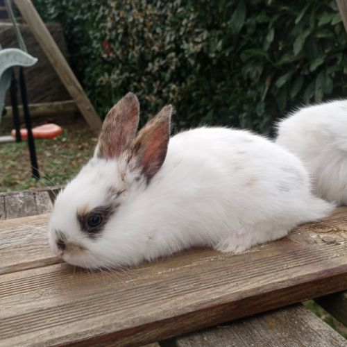 Lapins nains #2