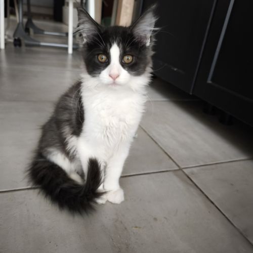 Chaton maine coon loof #2