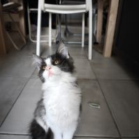 Chaton maine coon loof