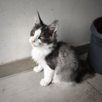 Chaton maine coon loof #3