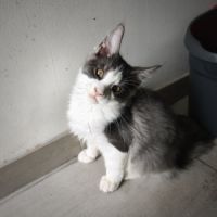 Chaton maine coon loof #4