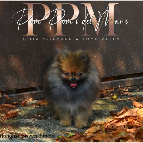 Magnifiques chiots spitz allemand nain & petit #3