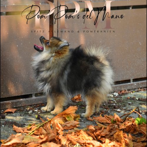Magnifiques chiots spitz allemand nain & petit #4