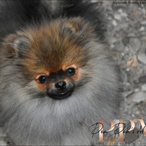 Magnifiques chiots spitz allemand nain & petit #5