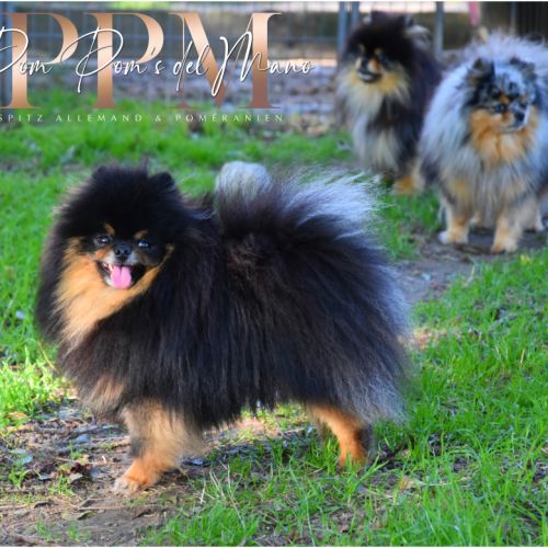 Magnifiques chiots spitz allemand nain & petit #7