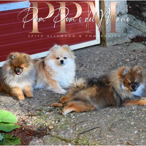 Magnifiques chiots spitz allemand nain & petit #8