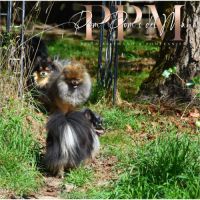 Magnifiques chiots spitz allemand nain & petit