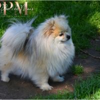Magnifiques chiots spitz allemand nain & petit #2
