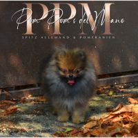 Magnifiques chiots spitz allemand nain & petit #3