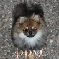 Magnifiques chiots spitz allemand nain & petit #6