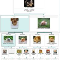 Magnifiques chiots spitz allemand nain & petit #9