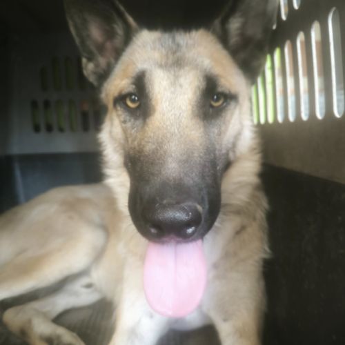 Jeune mâle berger allemand x malinois #2