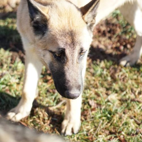 Jeune mâle berger allemand x malinois #3