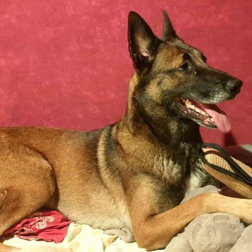 Jeune mâle berger allemand x malinois #6