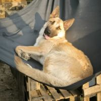 Jeune mâle berger allemand x malinois