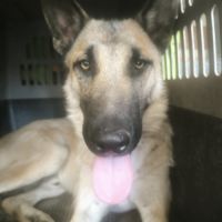 Jeune mâle berger allemand x malinois #2