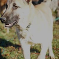 Jeune mâle berger allemand x malinois #4