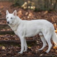 Jeune mâle berger allemand x malinois #5