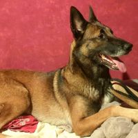 Jeune mâle berger allemand x malinois #6